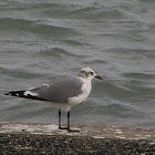 Laughing Gull (basic plumage)