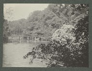 Brug over water in bos omgeving