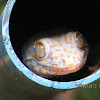 Tokay Gecko