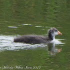 Coot; Focha Común