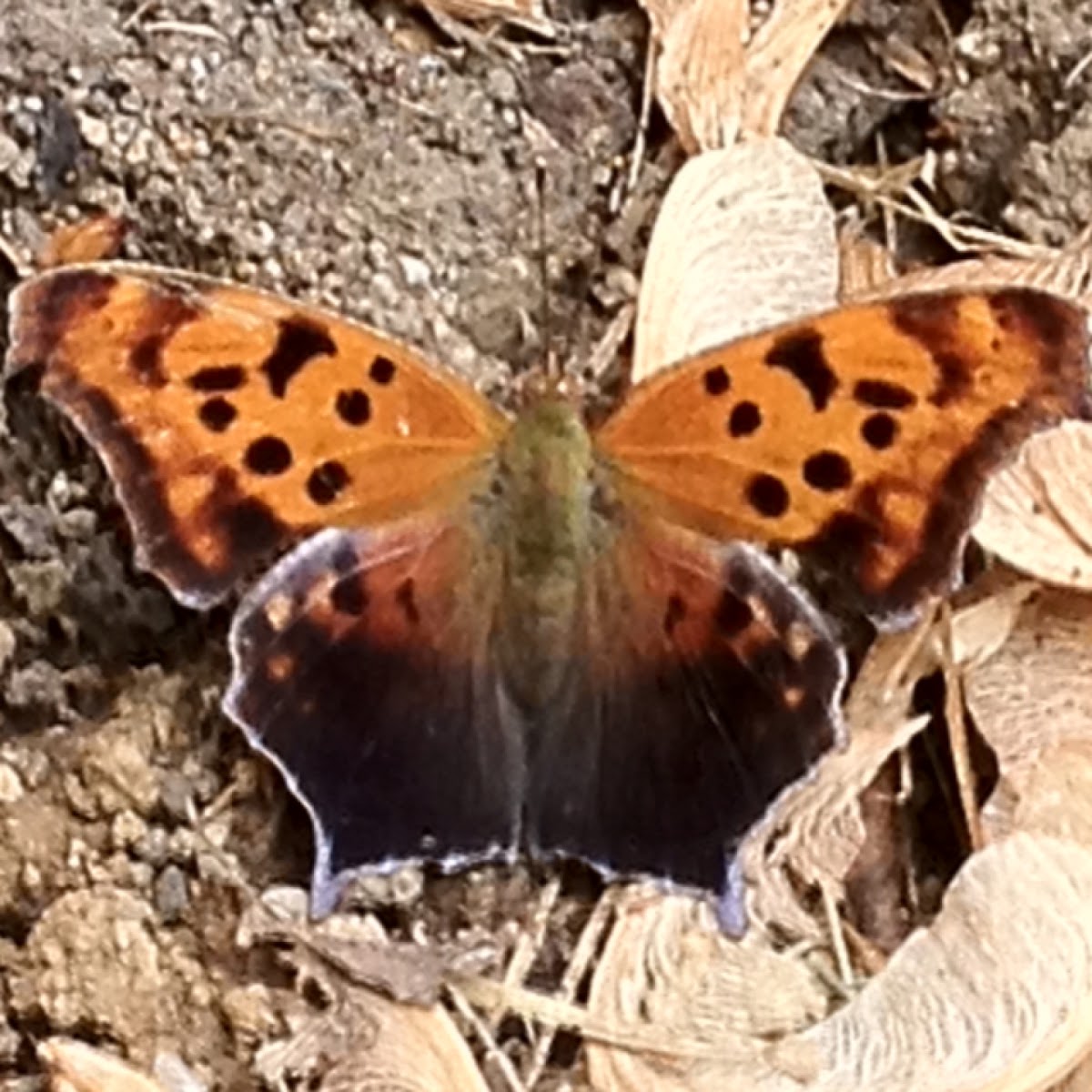 Questionmark butterfly