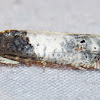 Goldenrod Gall Moth