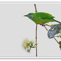 Orange-Bellied Leafbird