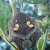 Garden Orb-Weaver