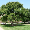katsura tree