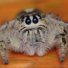 Hyllus (spider)