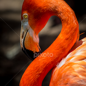 by Victor Martin - Animals Birds