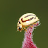 Ladybird Beetle