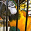 Blue-and-Gold Macaw 