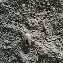 Fossil snail