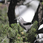 Clark's Nutcracker