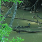 wood duck and its youngs