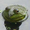 American Bullfrog