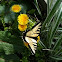 Eastern Tiger Swallowtail