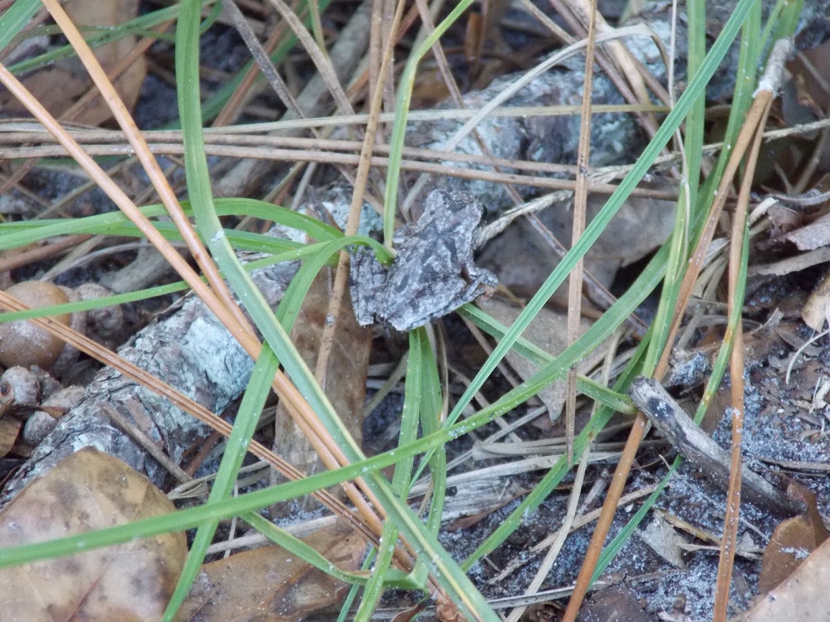 Florida Cricket Frog