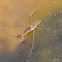 Water Strider