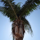 Florida Palm Tree