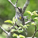 Yellow-rumped Warbler (female)