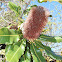 Banksia sp.