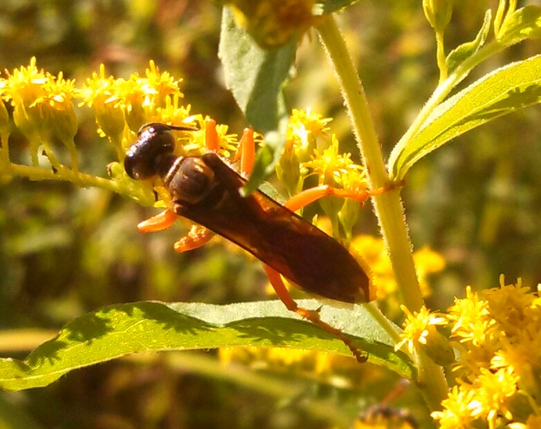 Great Gold Digger Wasp
