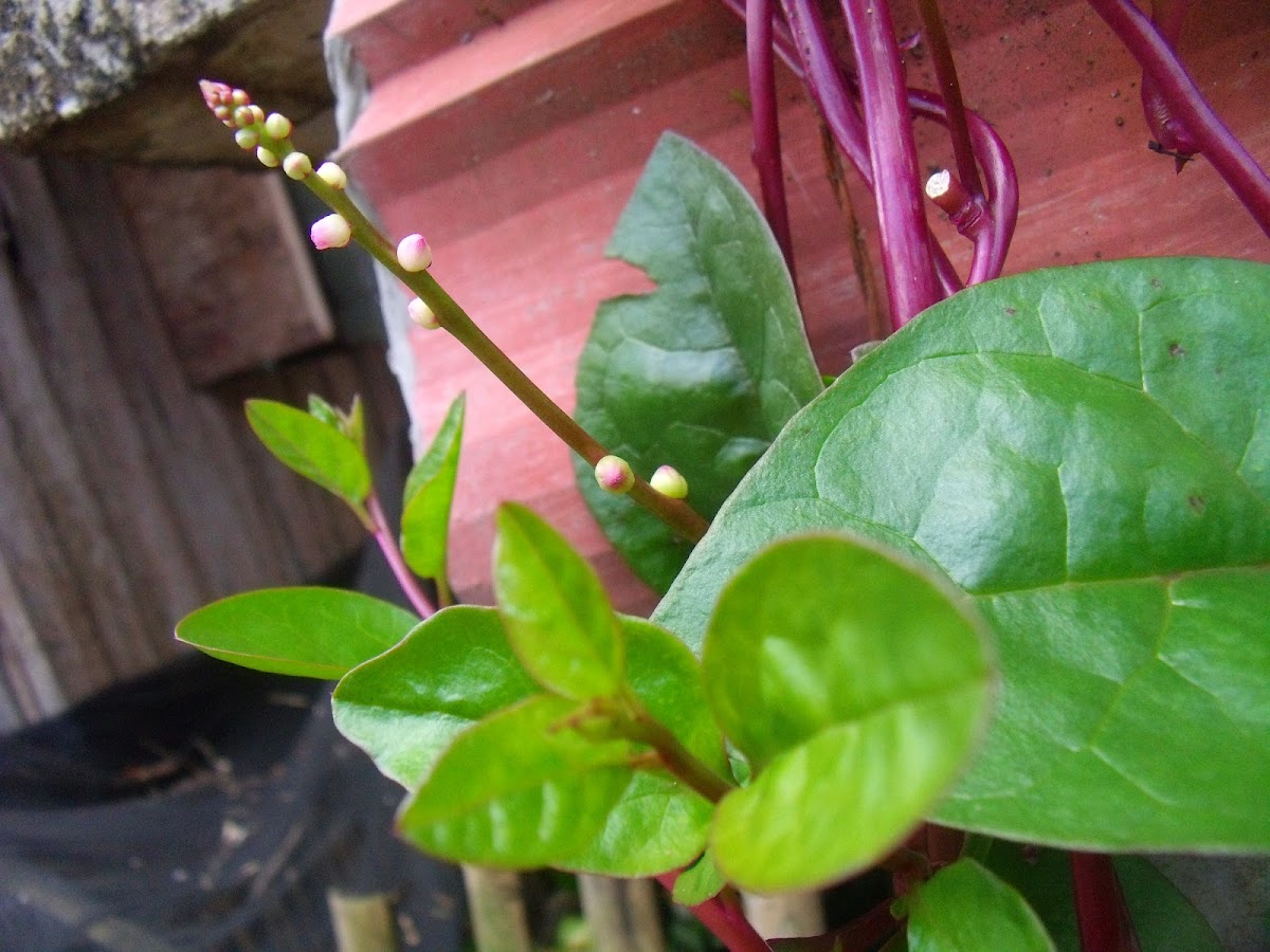 Ceylon Spinach, Malabar Spinach