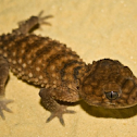 Centralian Knob Tailed Gecko