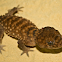 Centralian Knob Tailed Gecko