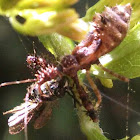 Assassin Bug (nymph)