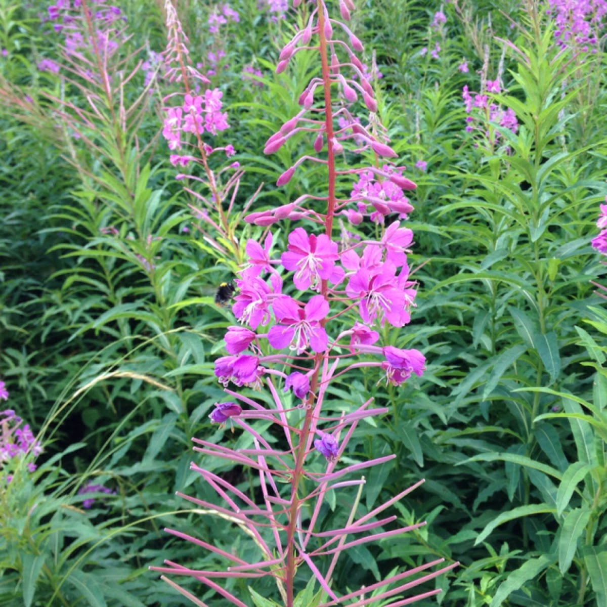 Rosebay willowherb