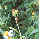 Aphids tended by Ants