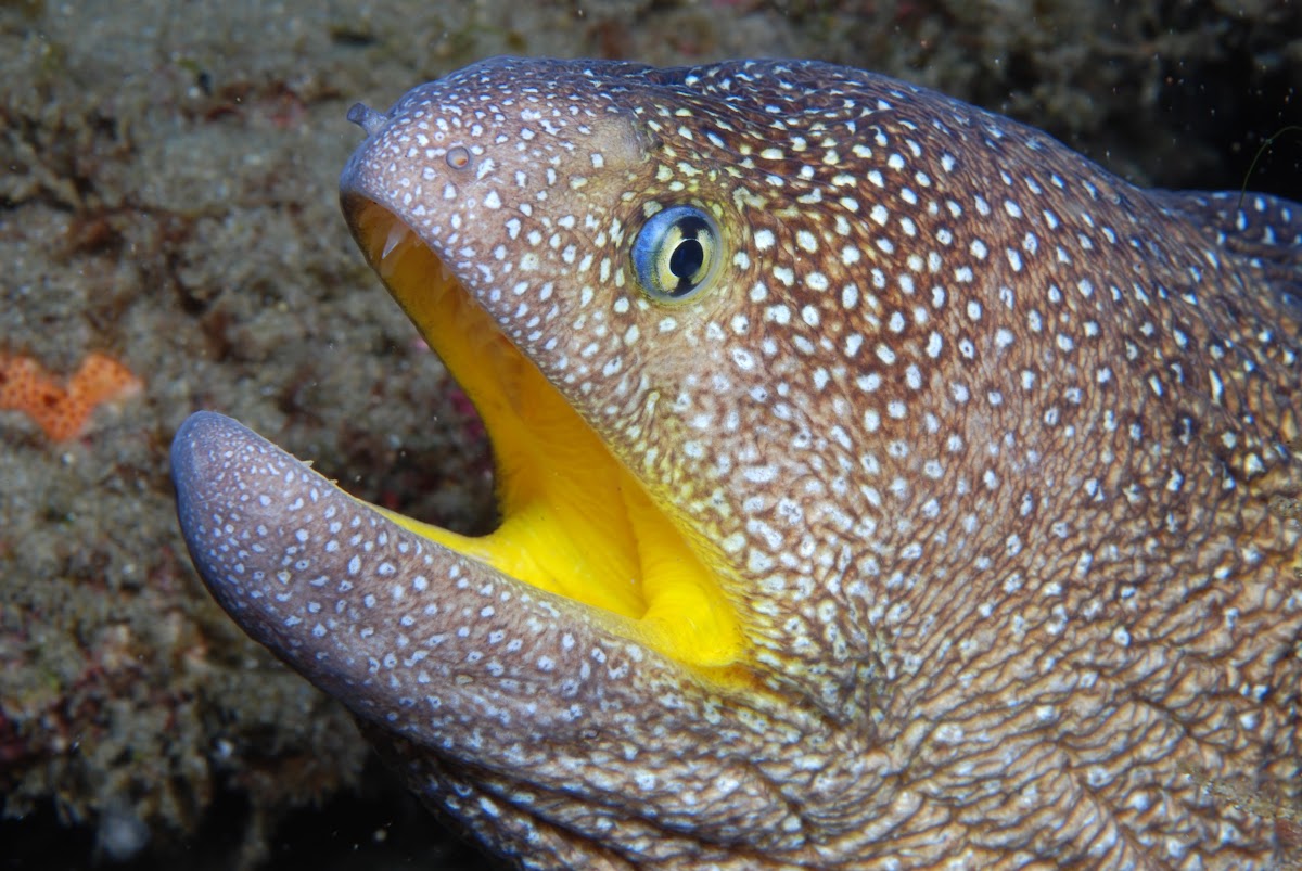Yellow-mouth moray eel