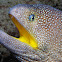 Yellow-mouth moray eel