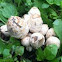 Scaly Inky Cap Mushroom