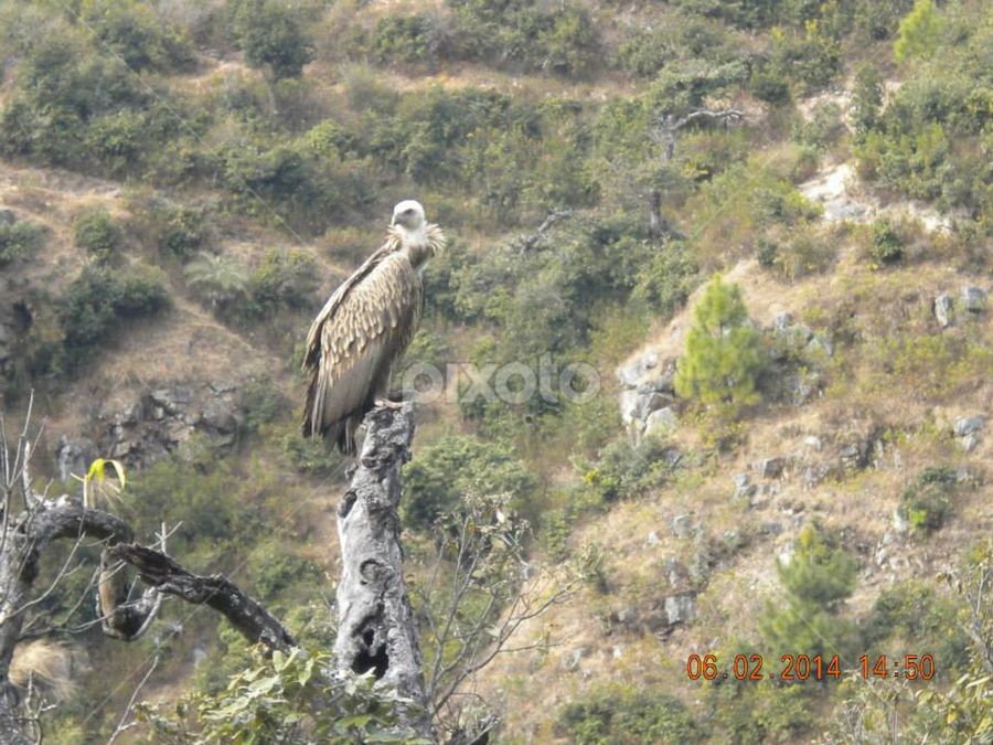 Garun- The Rare Of The Rarest | Birds | Animals | Pixoto