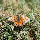 Asian Comma