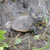 Florida Soft-Shelled Turtle
