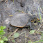 Florida Soft-Shelled Turtle