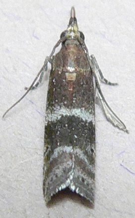 Darker Moodna Moth