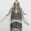 Darker Moodna Moth