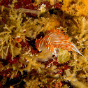 Opalescent nudibranch