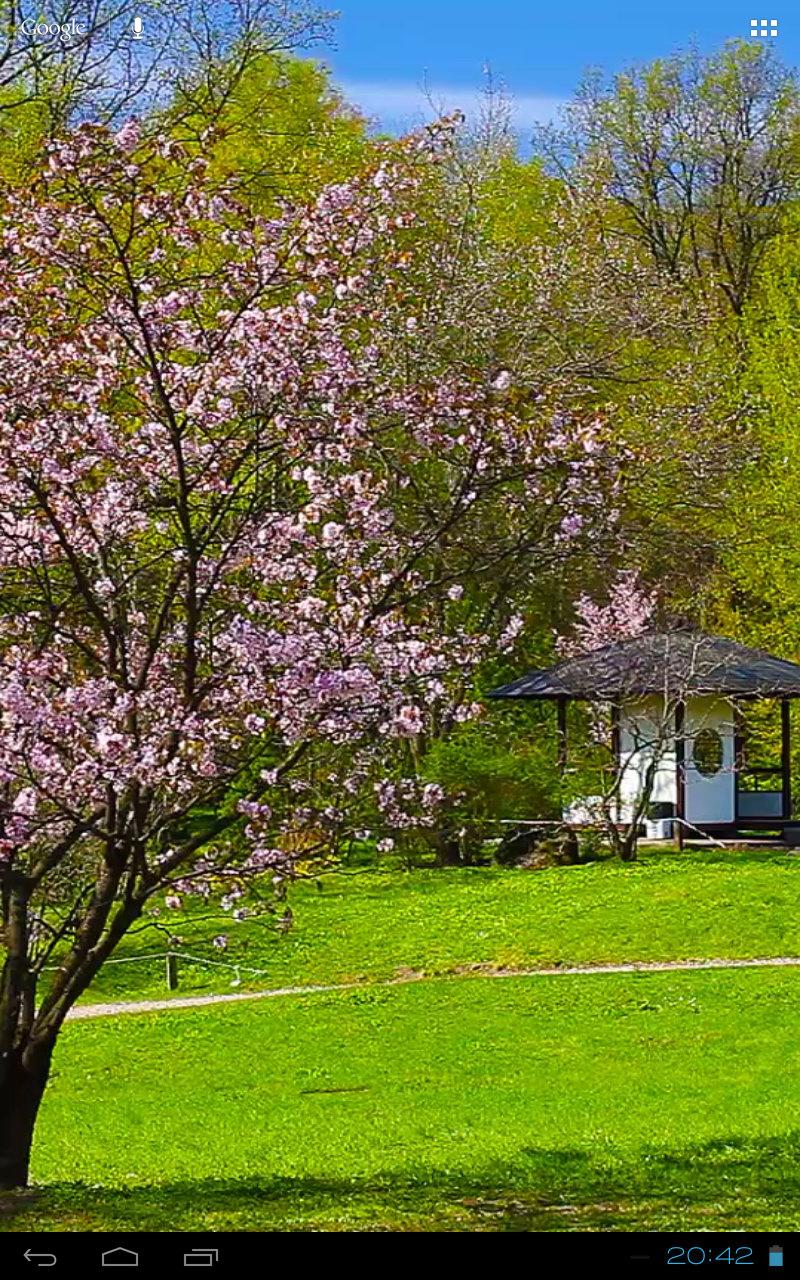 Wonderful Sakura Zen Scenery Screen 2