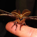 Polyphemus Moth (male)