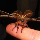 Polyphemus Moth (male)