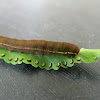 Florida Fern Moth caterpillar
