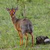 Kirk's Dikdik