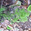 Unidentified green moss