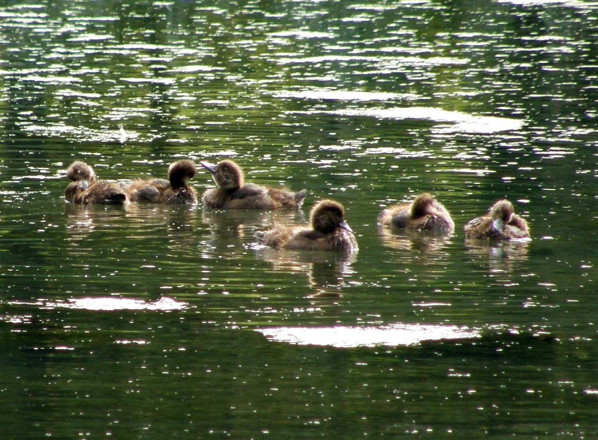 Tufted Duck Babies