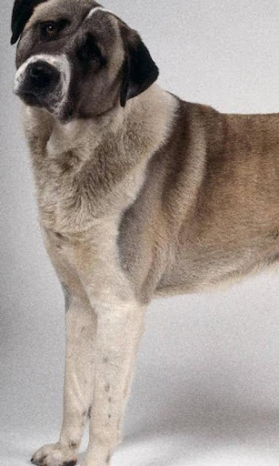 Anatolian Shepherd Puzzle