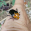 Cetoniid beetle