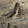 Dark Kite-Swallowtail